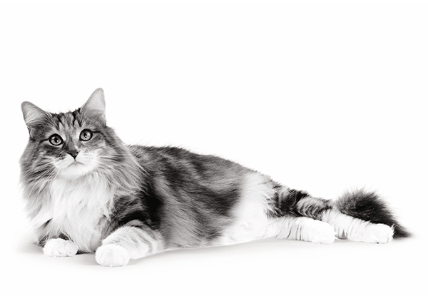 Royal Canin