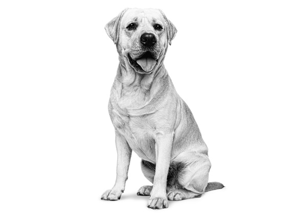 Royal Canin
