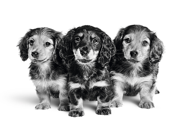 Royal Canin