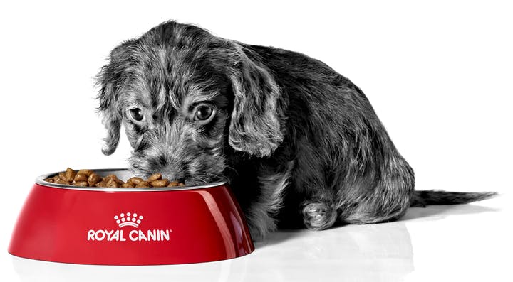 Royal Canin