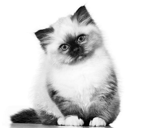 Royal Canin