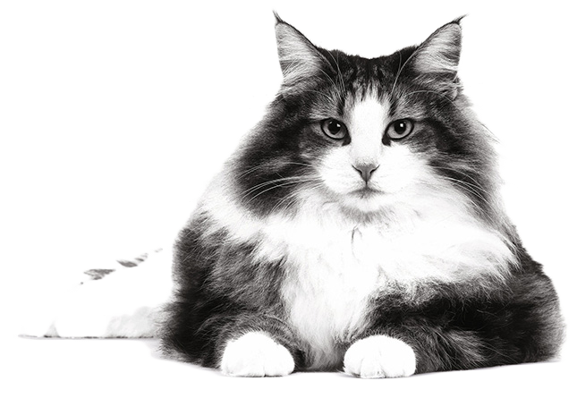 Royal Canin