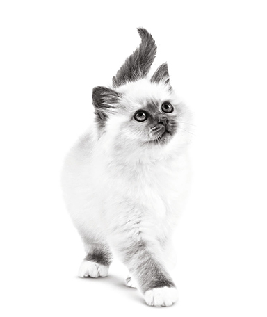 Royal Canin
