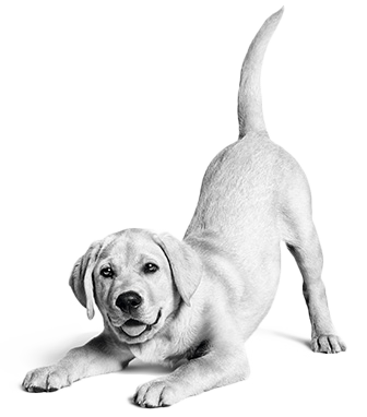 Royal Canin