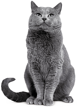 Royal Canin