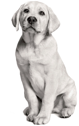 Royal Canin