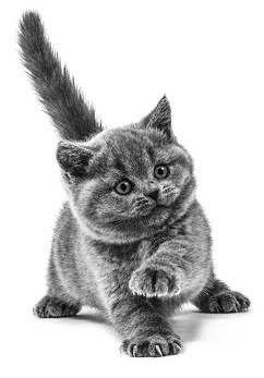 Royal Canin