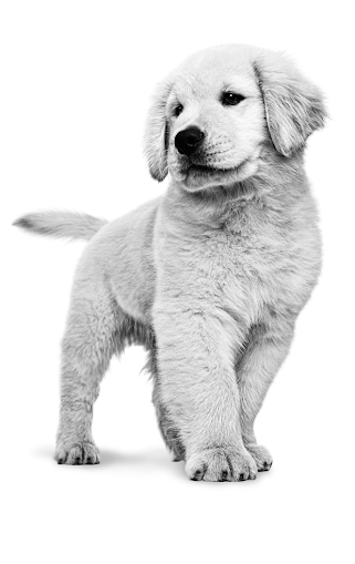 Royal Canin